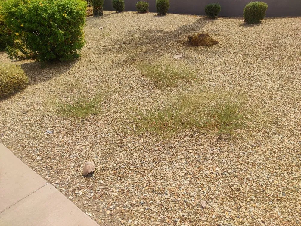 Professional yard cleanup service experts serving Gilbert, AZ - ABC Landscaping
