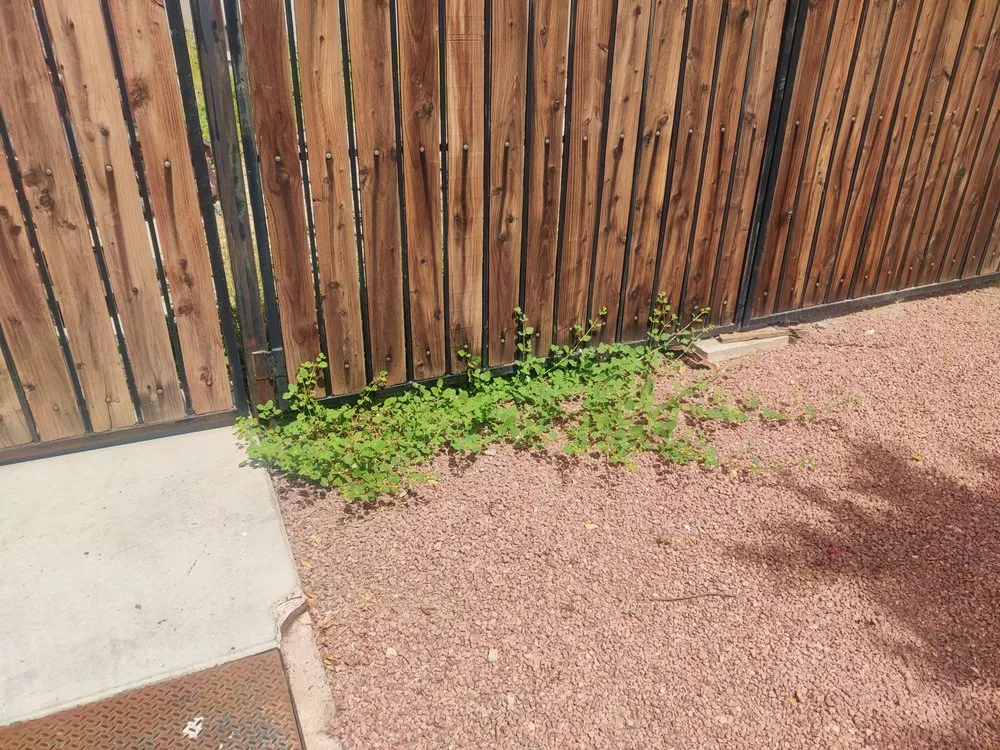 Local lawn care service in Gilbert, AZ by ABC Landscaping