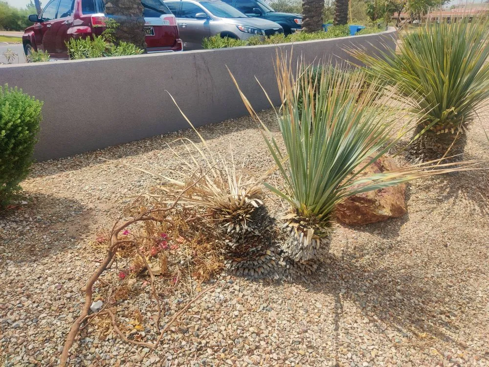 Local outdoor landscaping experts serving Gilbert, AZ - ABC Landscaping
