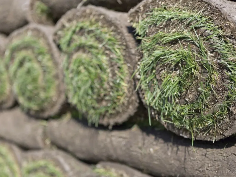 Reliable lawn mowing service experts serving St. Louis, MO - ABC Lawn Care