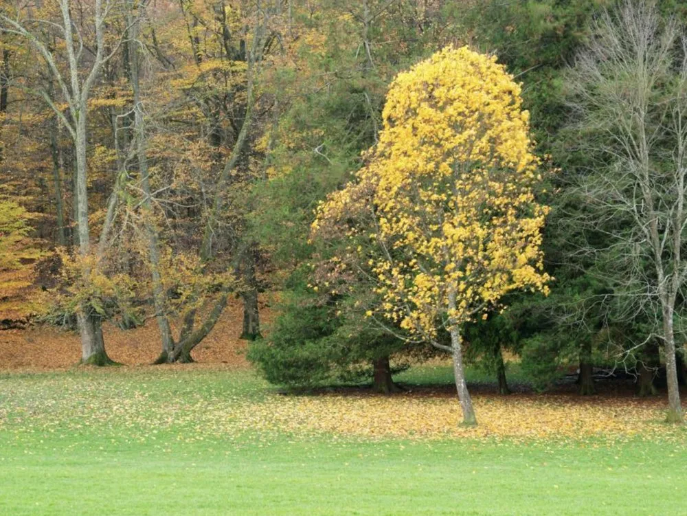 Top-rated yard cleanup service experts serving St. Louis, MO - ABC Lawn Care