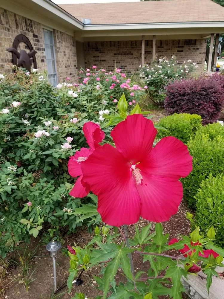 Custom lawn care service for outdoor upgrades in Crowley, TX by ABC Lawn Service