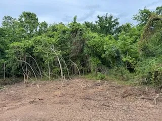 Professional lawn mowing service in Webster, TX by ABC Professional Tree Services