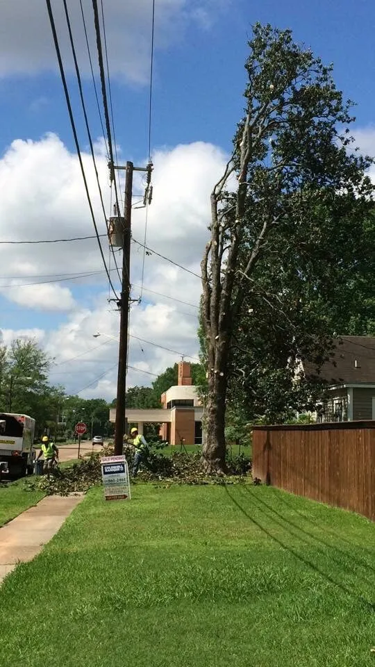 Local residential landscaping near you in Webster, TX by ABC Professional Tree Services
