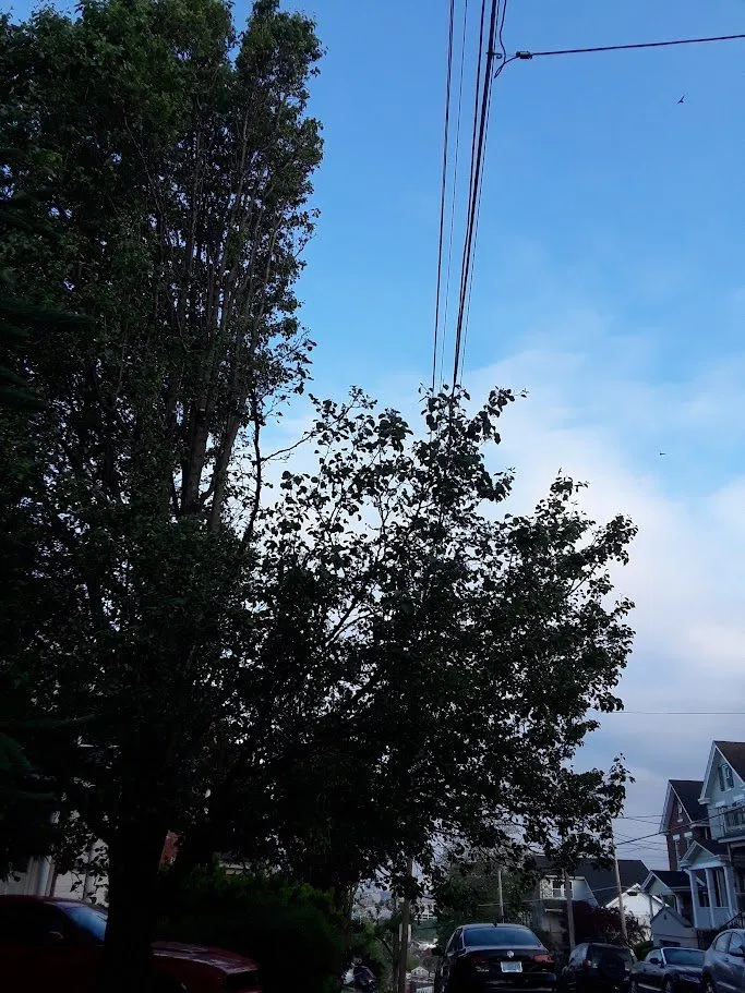 Affordable lawn care service near you across Webster, TX - ABC Professional Tree Services