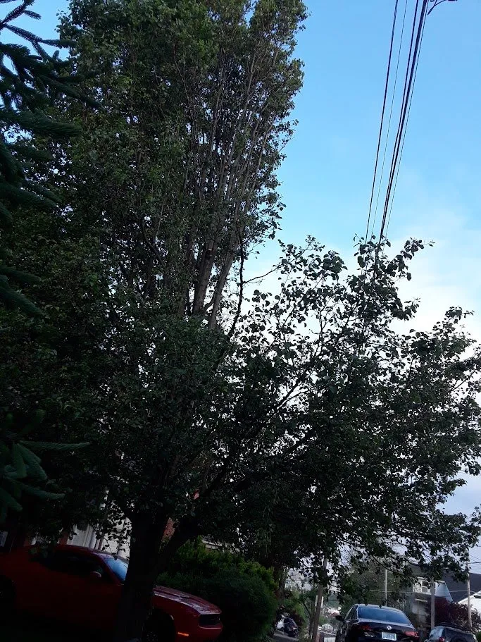 Local landscaping services experts serving Webster, TX - ABC Professional Tree Services