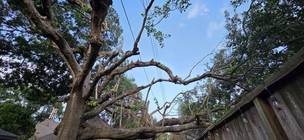 Affordable landscaping services in Webster, TX by ABC Professional Tree Services