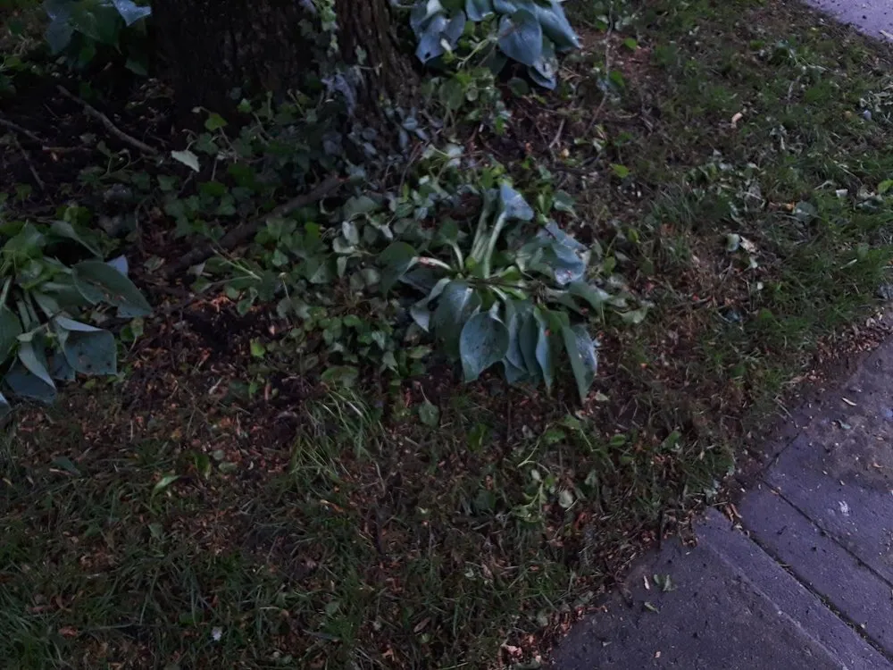 Custom garden landscaping with custom design in Webster, TX by ABC Professional Tree Services