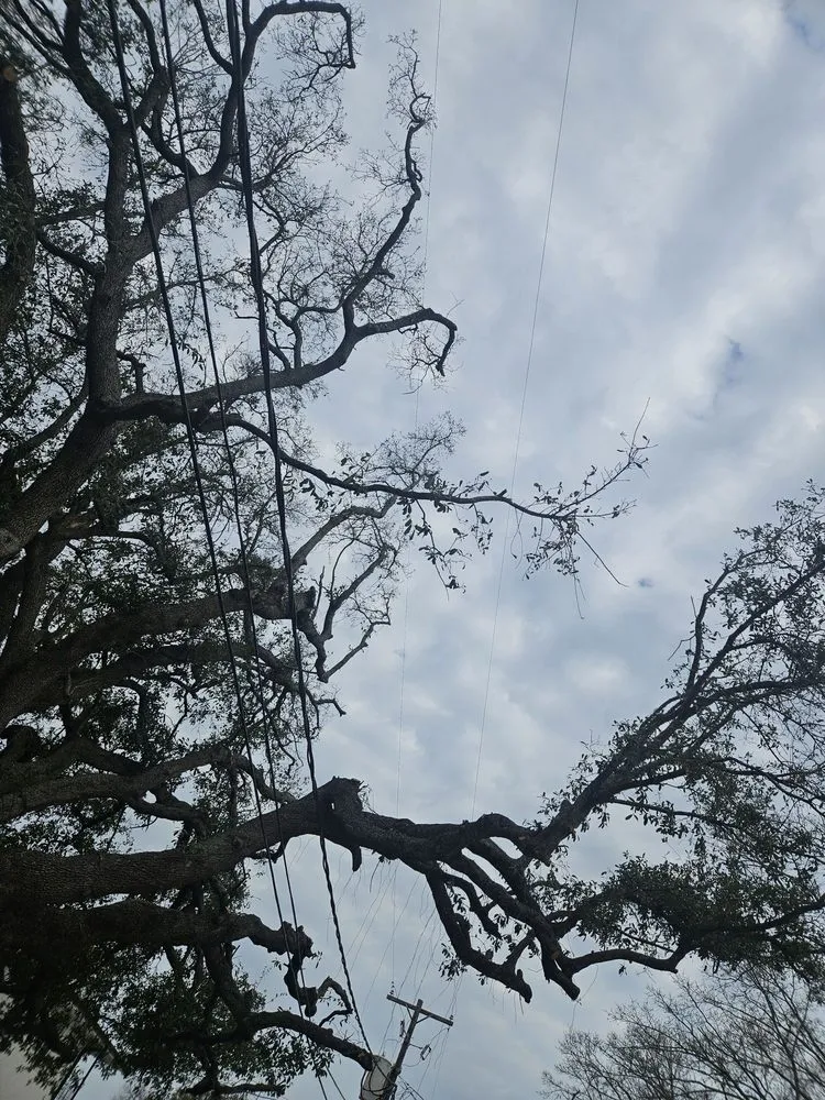 Affordable landscape design experts serving Webster, TX - ABC Professional Tree Services