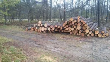 Expert lawn care service for year-round maintenance across Baldwin, MI - ABC Property Management / Logging