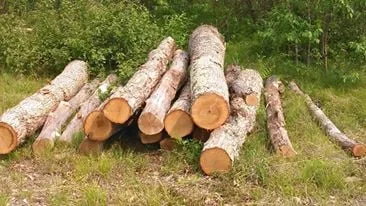 Reliable yard maintenance for outdoor upgrades across Baldwin, MI - ABC Property Management / Logging