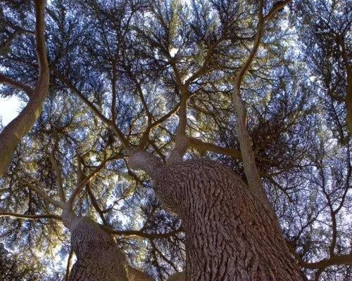 Custom landscape installation in Harrison, TN - ABC Tree Service