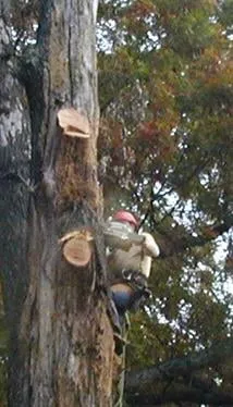 Trusted outdoor landscaping in Harrison, TN - ABC Tree Service