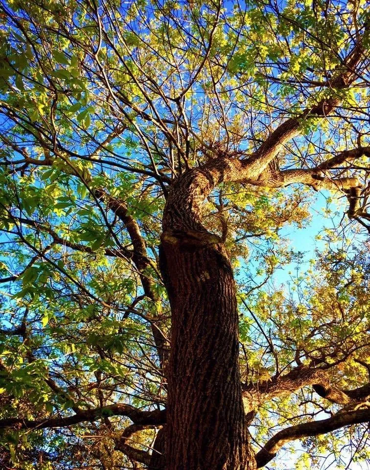 Affordable yard maintenance experts serving Harrison, TN - ABC Tree Service