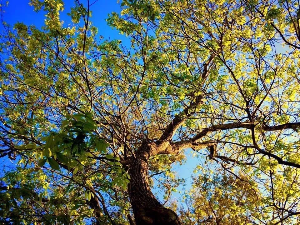 Top-rated landscape installation experts serving Harrison, TN - ABC Tree Service