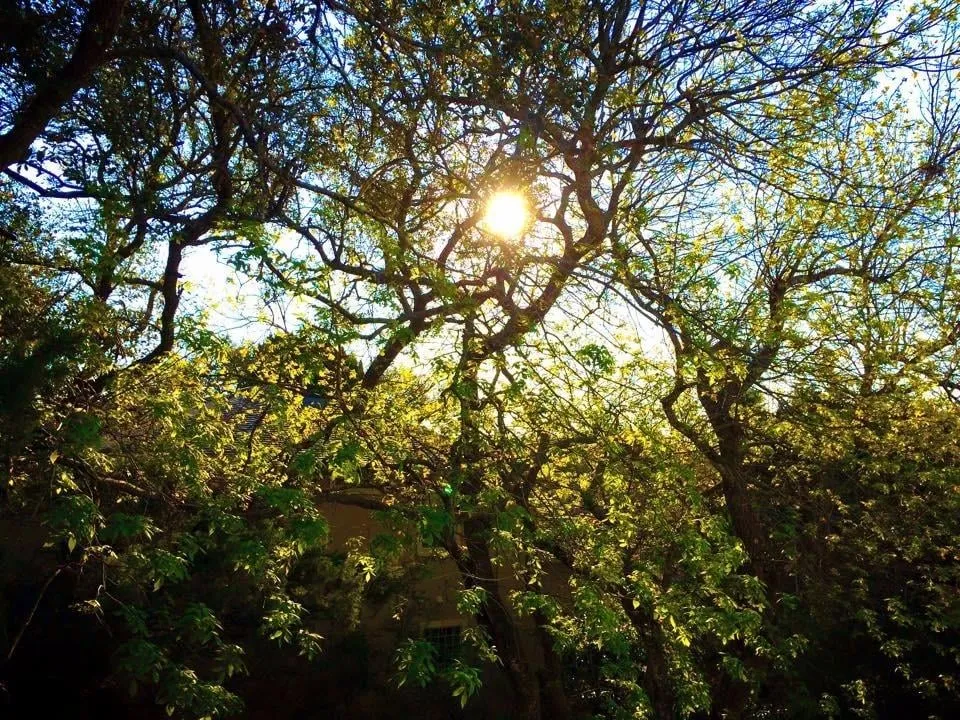 Local landscape installation in Harrison, TN - ABC Tree Service