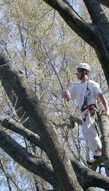 Trusted landscape design for year-round maintenance in Harrison, TN by ABC Tree Service