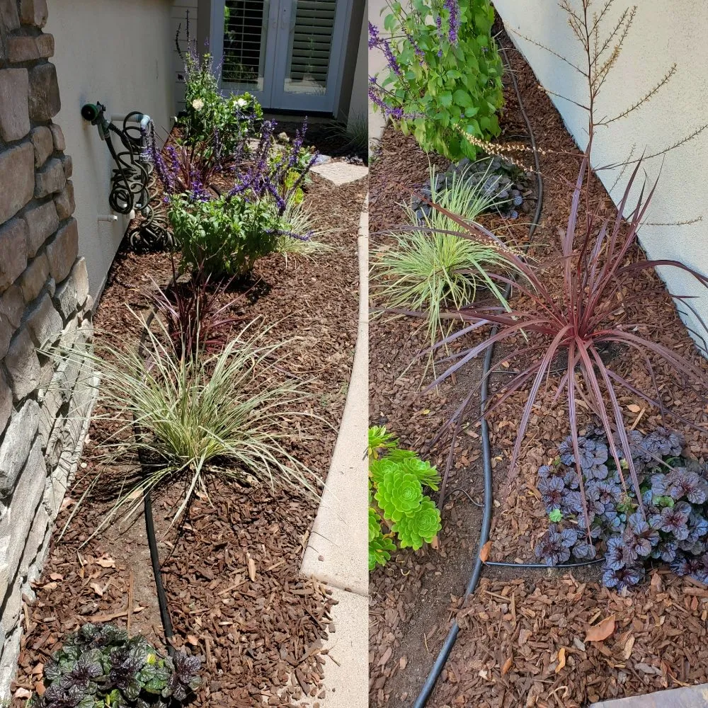 Custom lawn care service in Vista, CA - ABE-Landscape