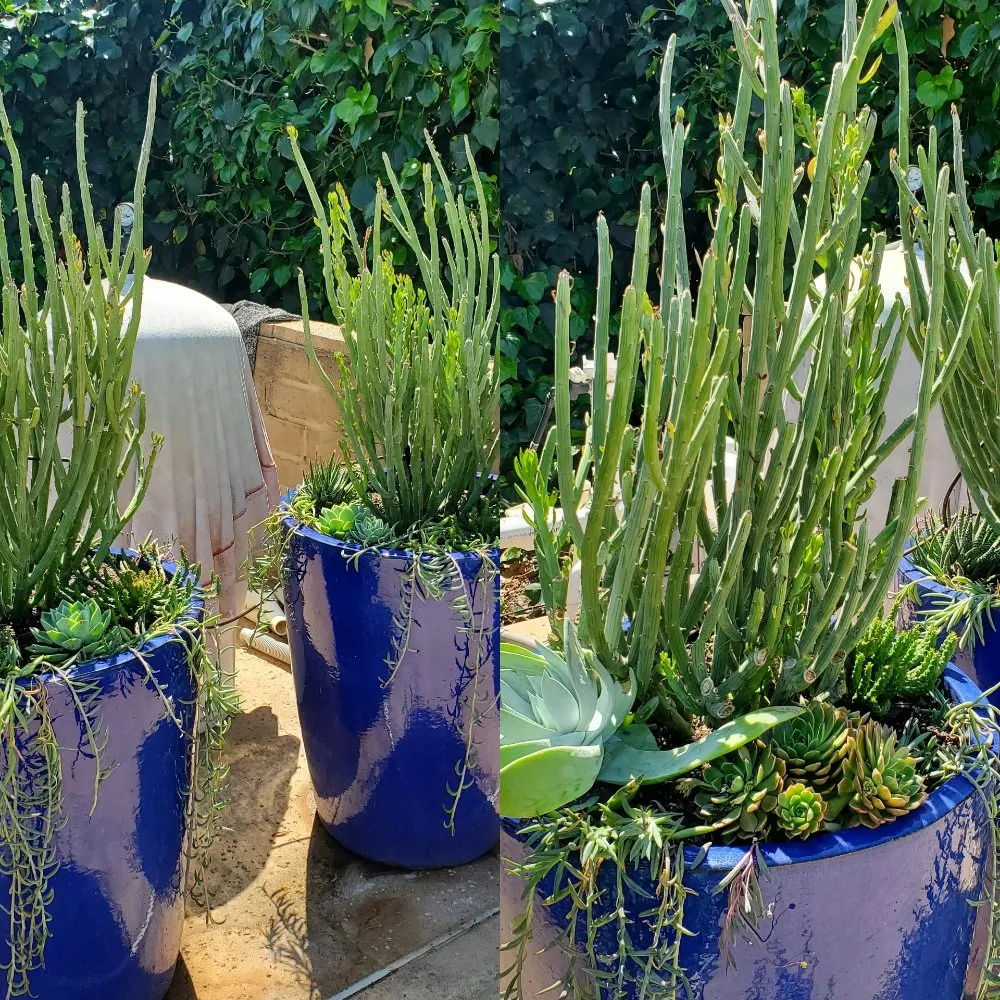 Professional landscape installation in Vista, CA by ABE-Landscape