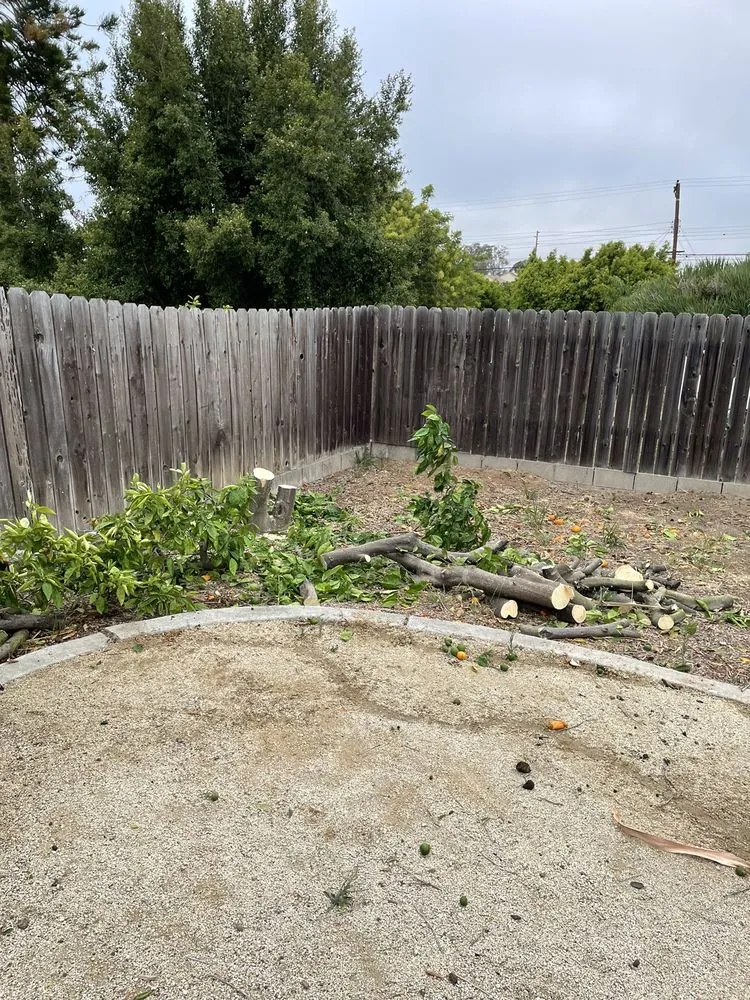 Expert yard cleanup service in Vista, CA - ABE-Landscape