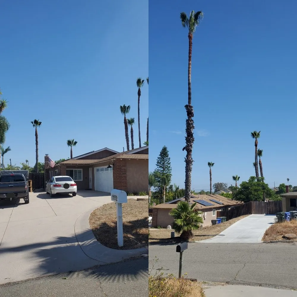 Custom yard cleanup service for homes in Vista, CA by ABE-Landscape
