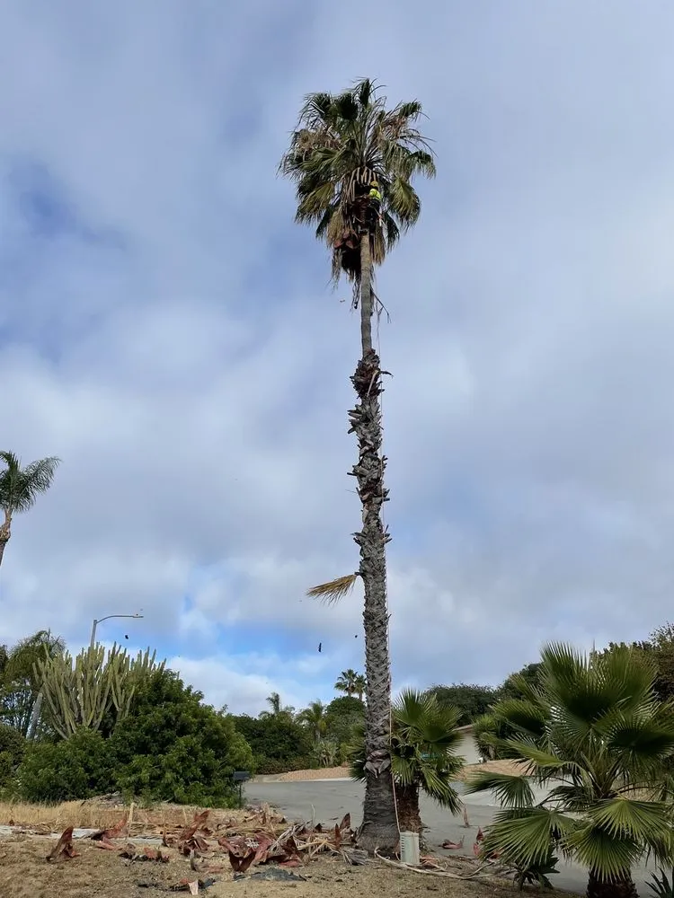 Expert yard cleanup service near you in Vista, CA by ABE-Landscape