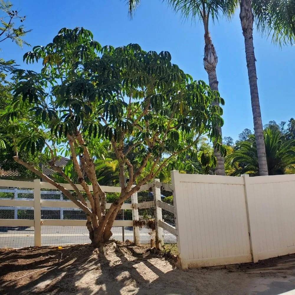 Affordable lawn mowing service for homes in Vista, CA by ABE-Landscape