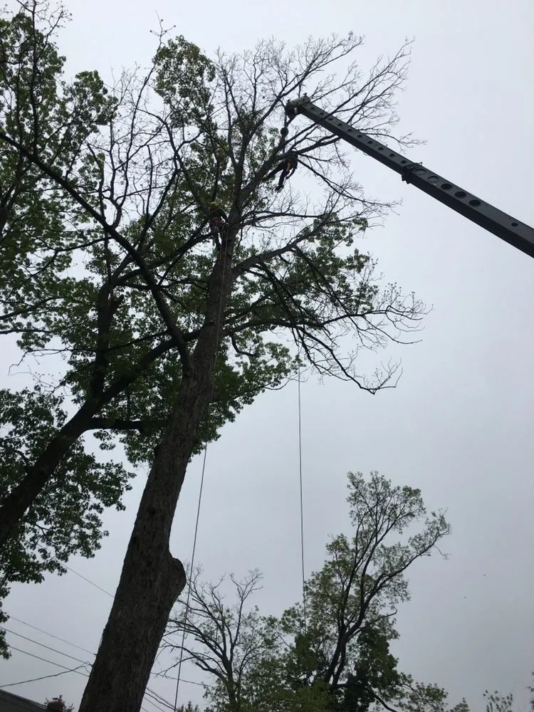 Reliable garden landscaping with custom design across Manassas, VA - Abel Professional Tree Service