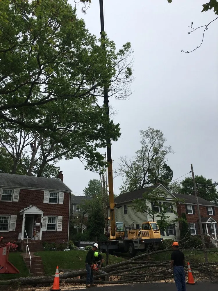 Professional landscaping services in Manassas, VA by Abel Professional Tree Service