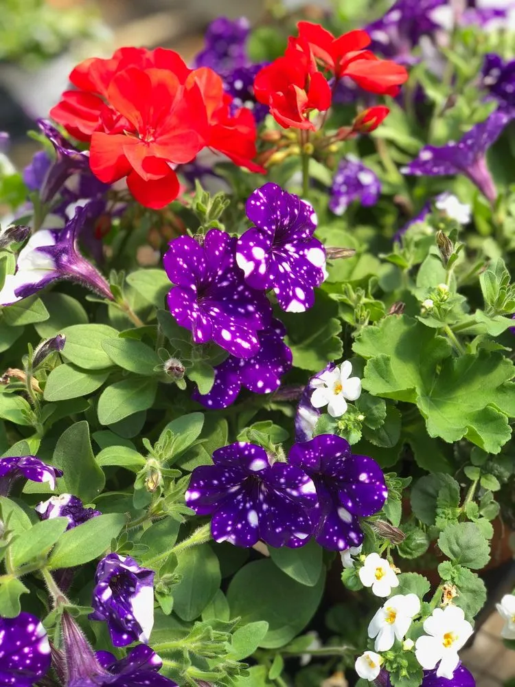 Affordable residential landscaping in Saginaw, MI - Abele Greenhouse & Garden Center