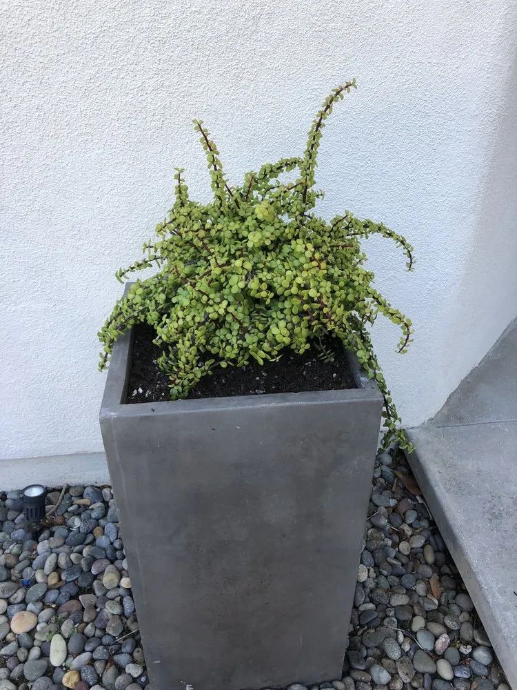 Trusted landscape design for beautiful yards across Garden Grove, CA - Abel’s Garden Services