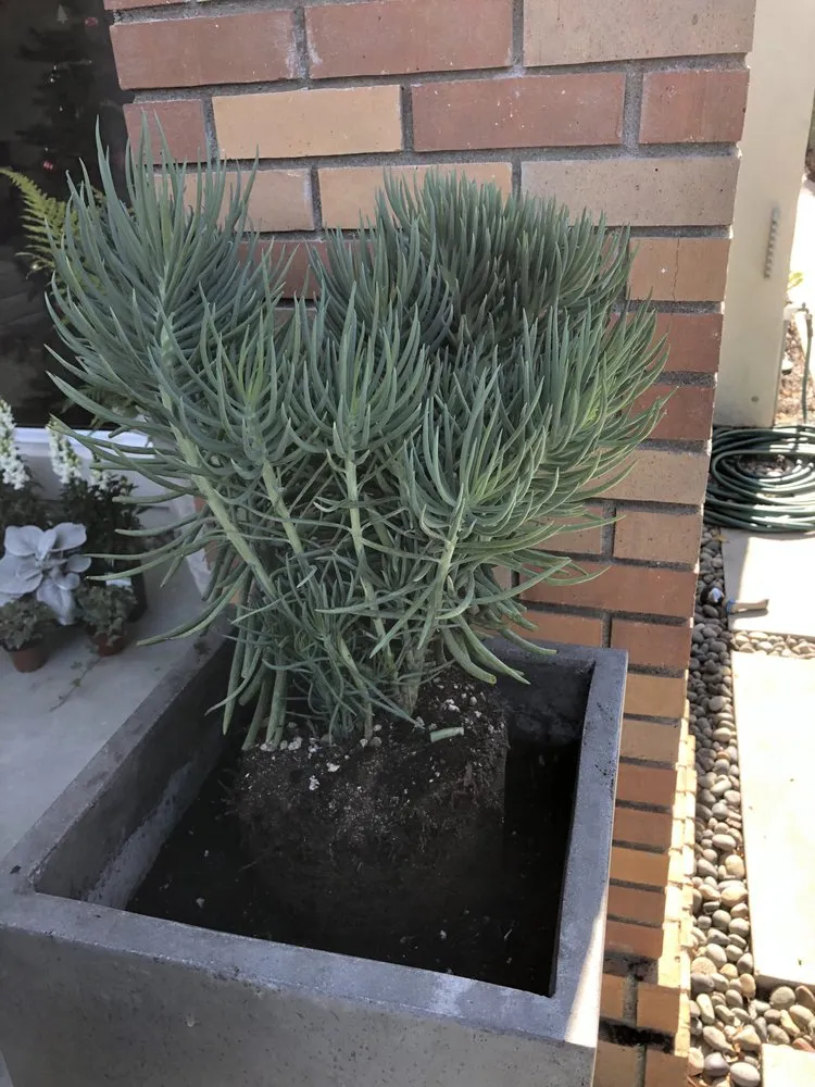 Top-rated garden landscaping in Garden Grove, CA - Abel’s Garden Services