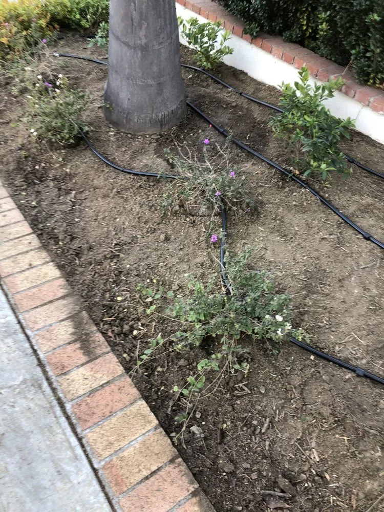 Affordable yard cleanup service in Garden Grove, CA by Abel’s Garden Services