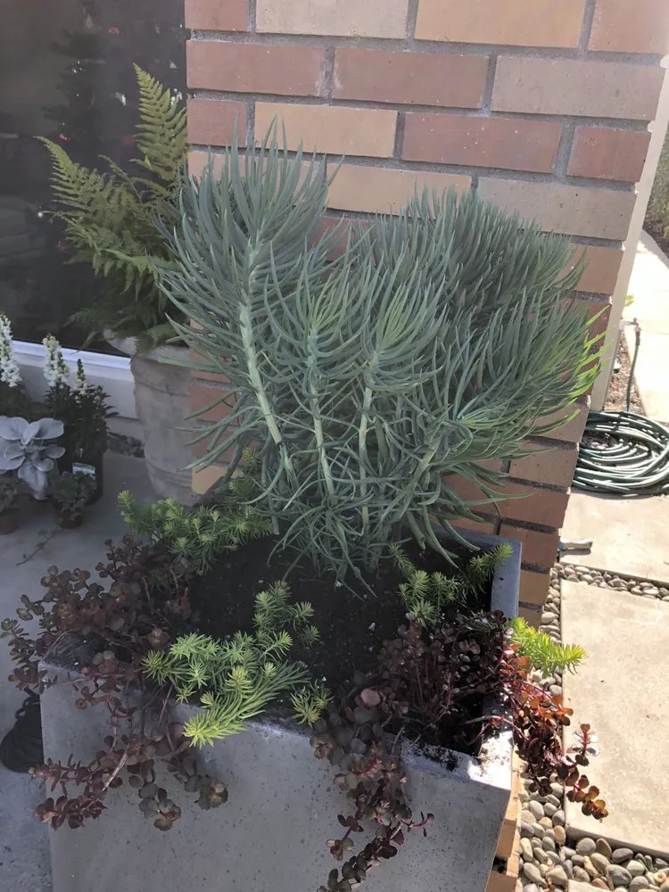 Expert residential landscaping in Garden Grove, CA by Abel’s Garden Services