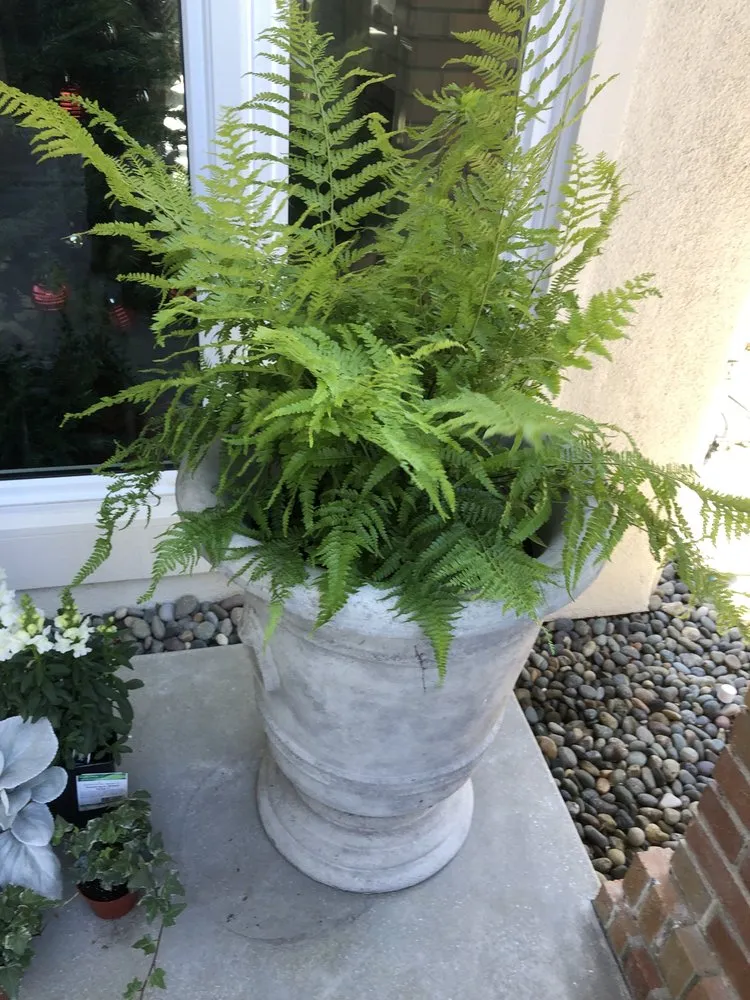 Custom yard maintenance for beautiful yards across Garden Grove, CA - Abel’s Garden Services