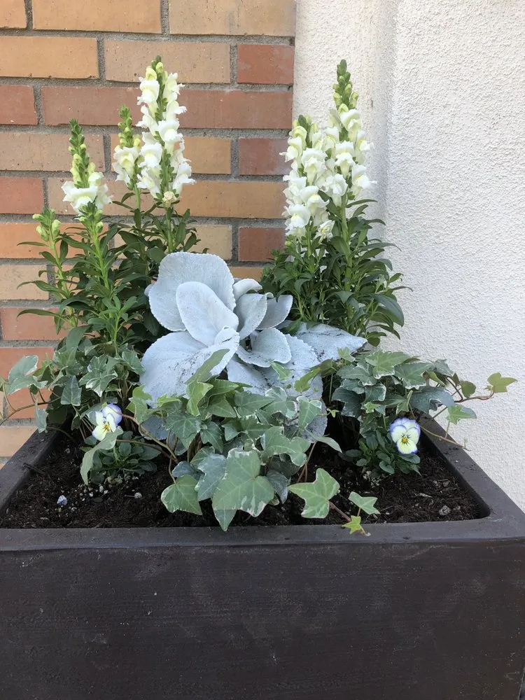 Local yard maintenance in Garden Grove, CA - Abel’s Garden Services