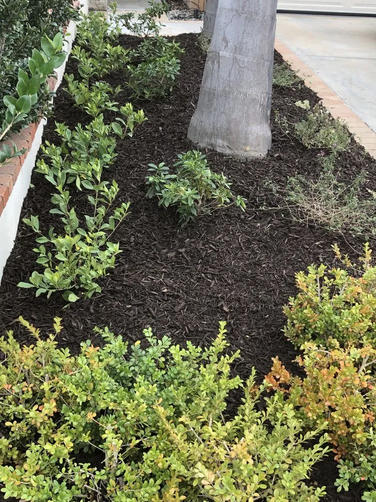 Top-rated outdoor landscaping experts serving Garden Grove, CA - Abel’s Garden Services