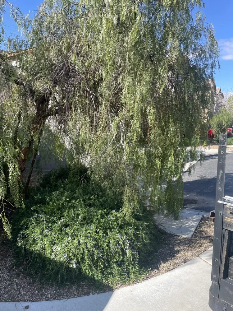 Trusted lawn mowing service in Las Vegas, NV by Abel’s Landscape Services