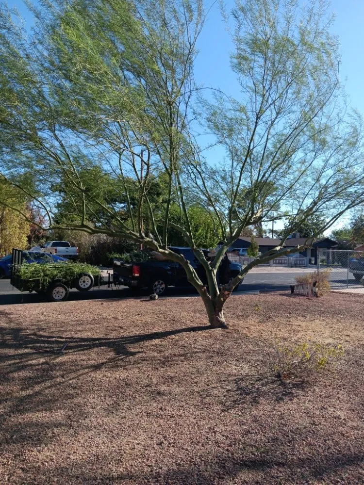 Trusted yard cleanup service in Phoenix, AZ by Abel's Landscaping