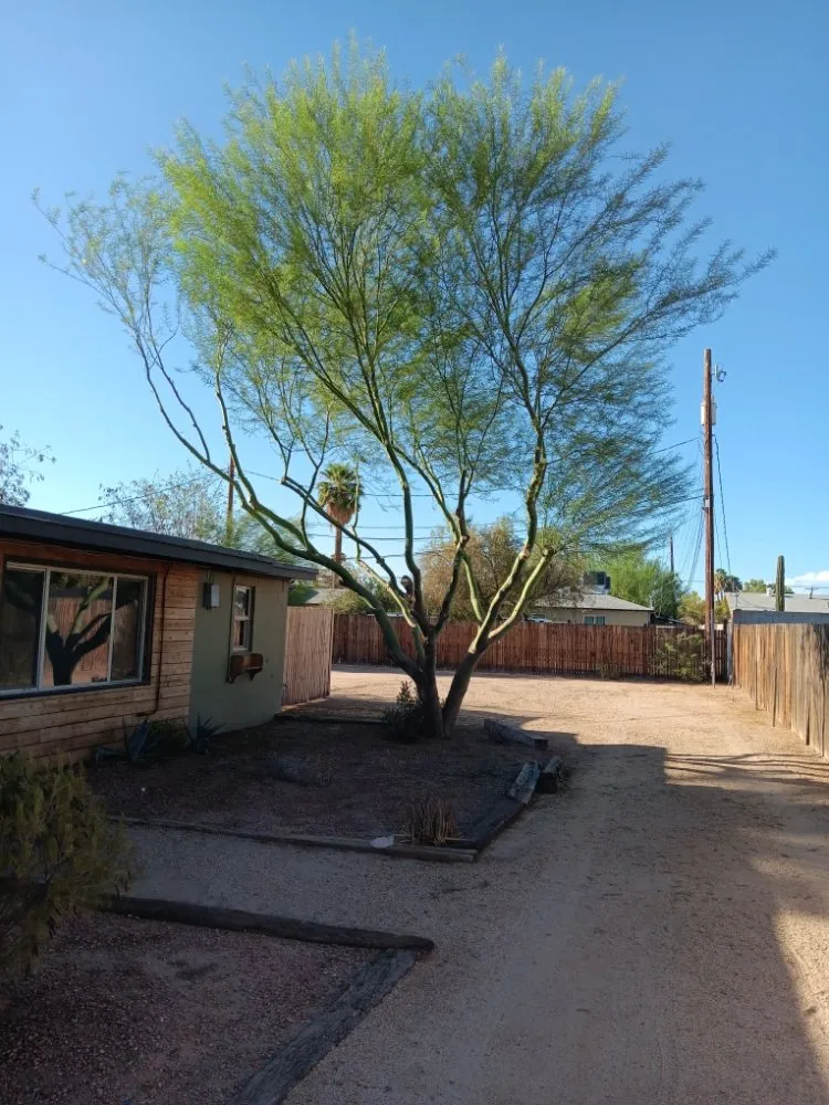 Top-rated yard maintenance experts serving Phoenix, AZ - Abel's Landscaping