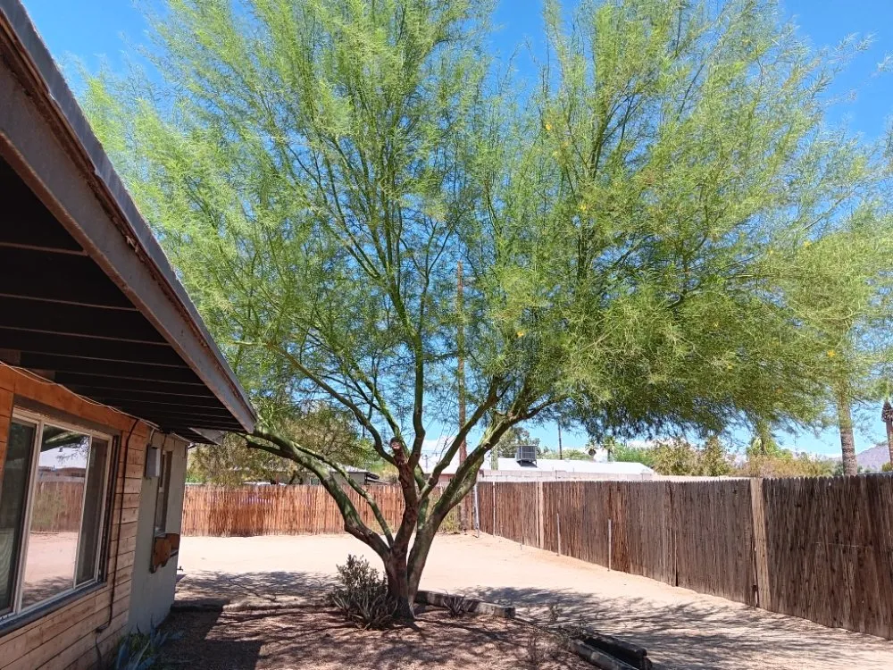 Custom landscape design in Phoenix, AZ - Abel's Landscaping