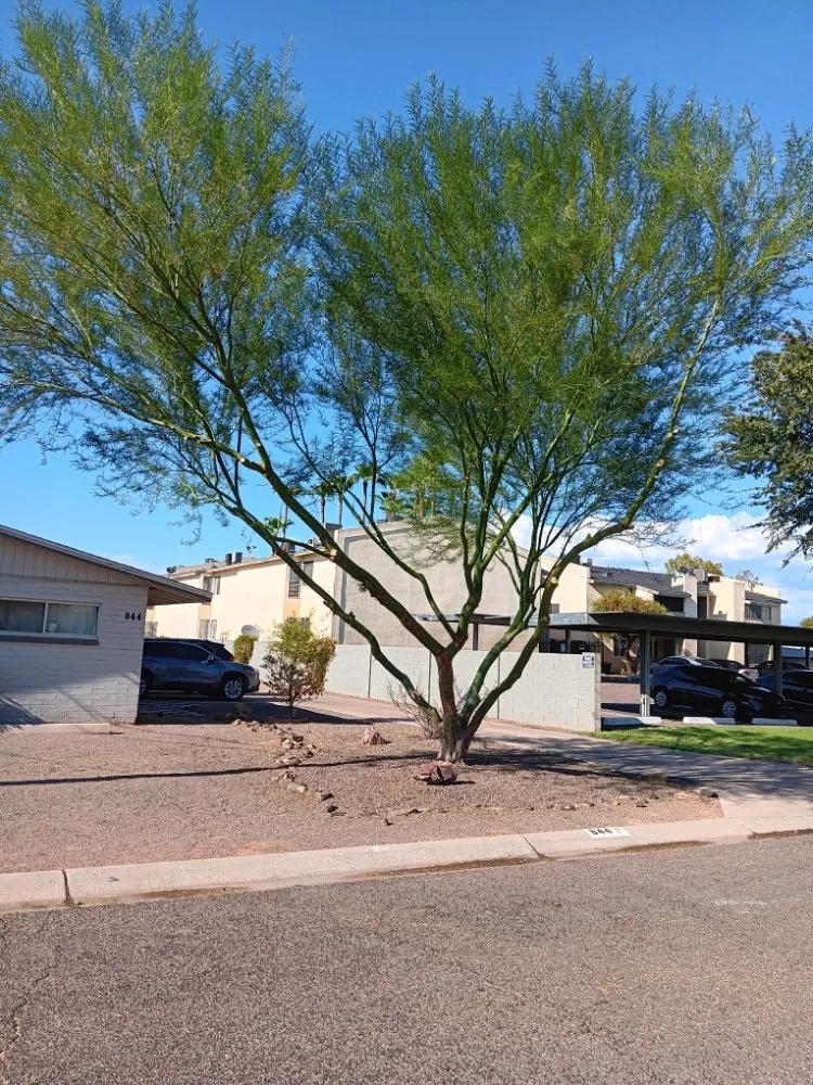 Expert landscaping services in Phoenix, AZ - Abel's Landscaping