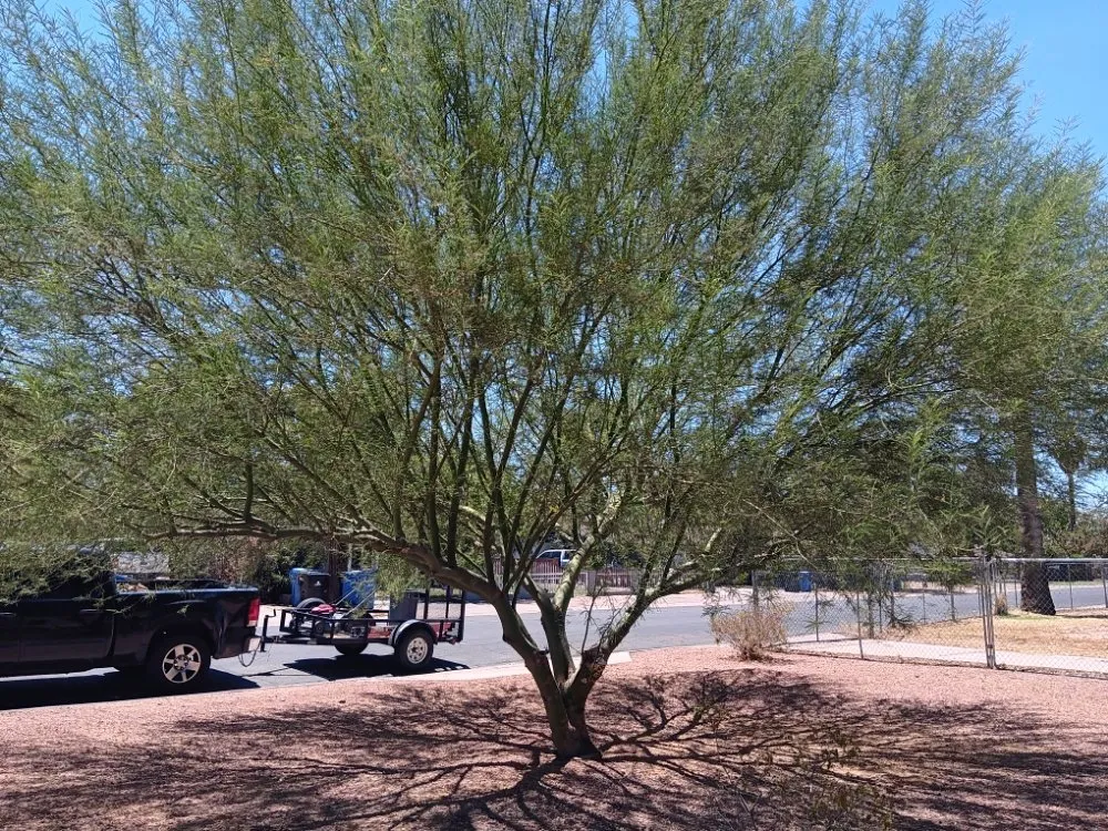 Trusted garden landscaping experts serving Phoenix, AZ - Abel's Landscaping