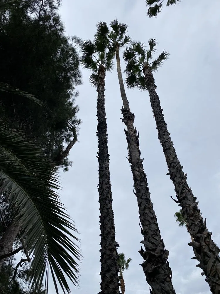 Expert lawn care service in Panorama City, CA by Abel’s Tree service