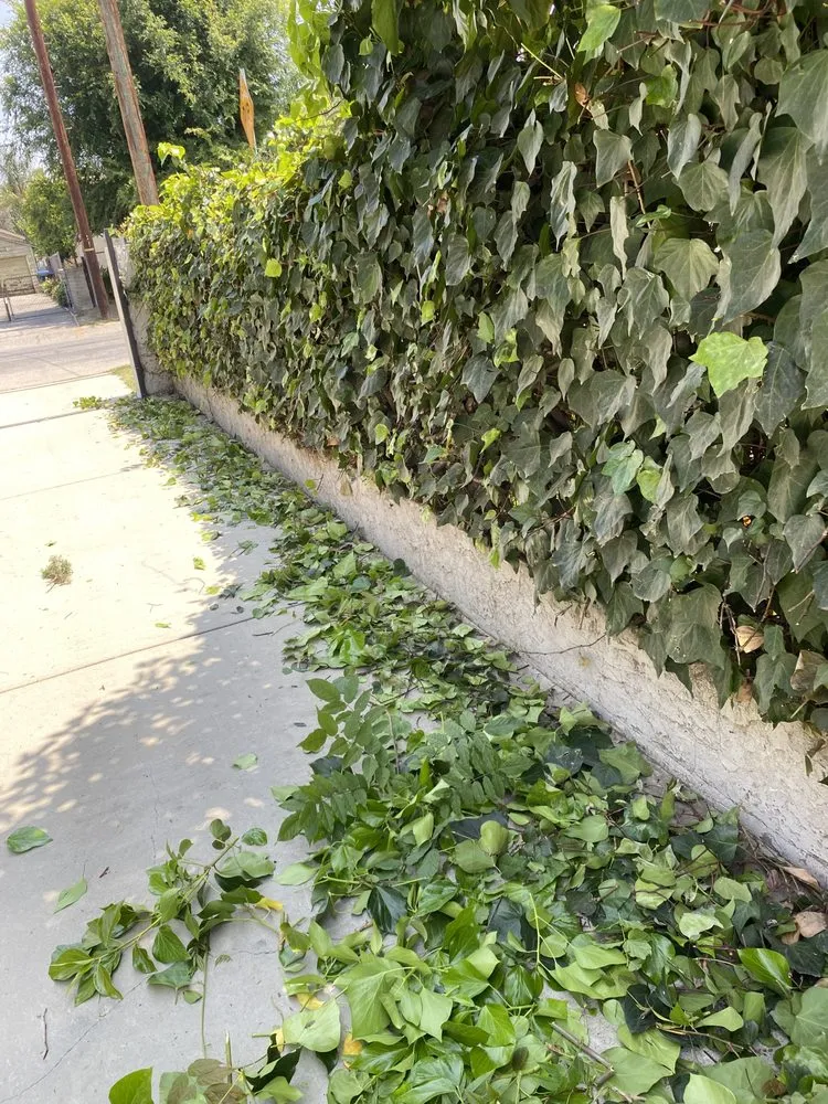 Professional lawn mowing service in Panorama City, CA by Abel’s Tree service