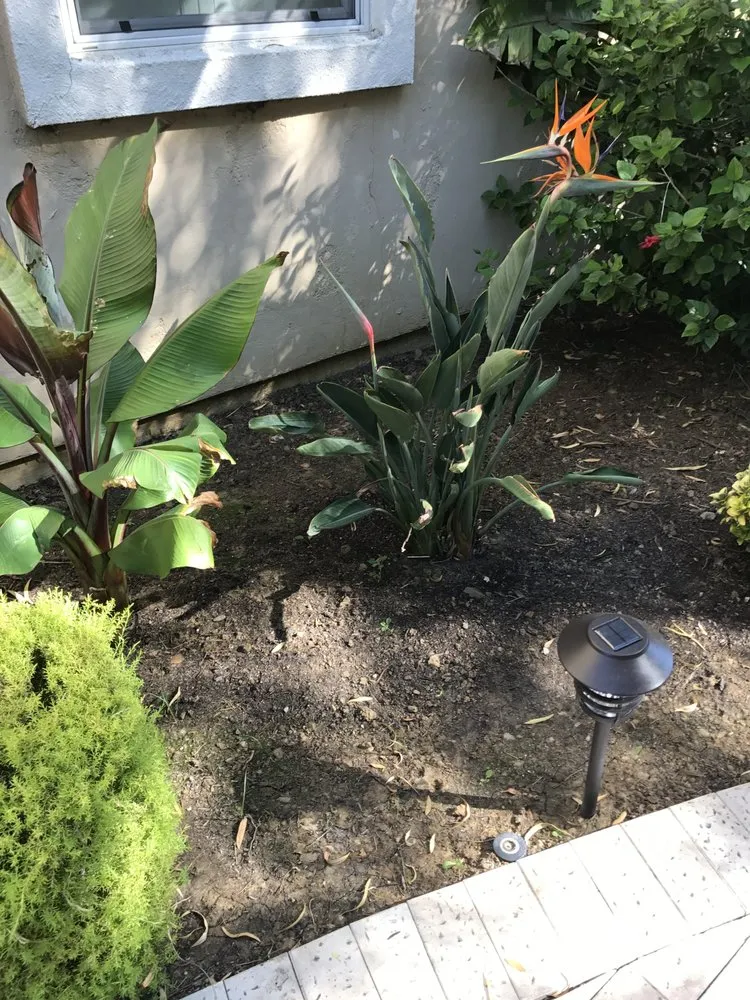 Affordable lawn mowing service in Pittsburg, CA - Abel's Yard Services