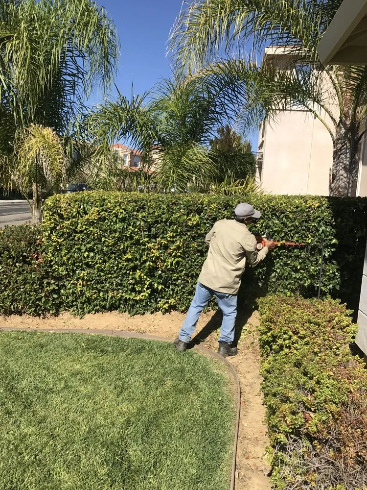 Trusted yard cleanup service in Pittsburg, CA by Abel's Yard Services