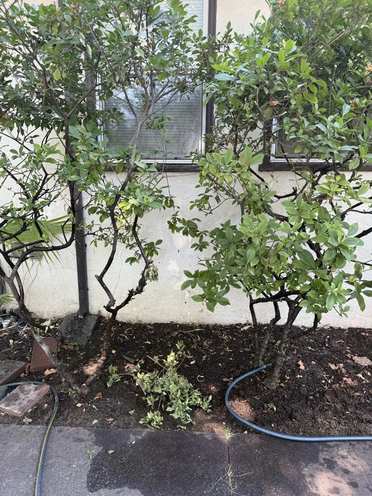 Professional landscaping services for beautiful yards in Chico, CA by Abe's Yard Clean-Up