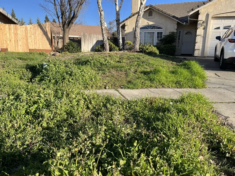 Expert yard maintenance in Chico, CA - Abe's Yard Clean-Up