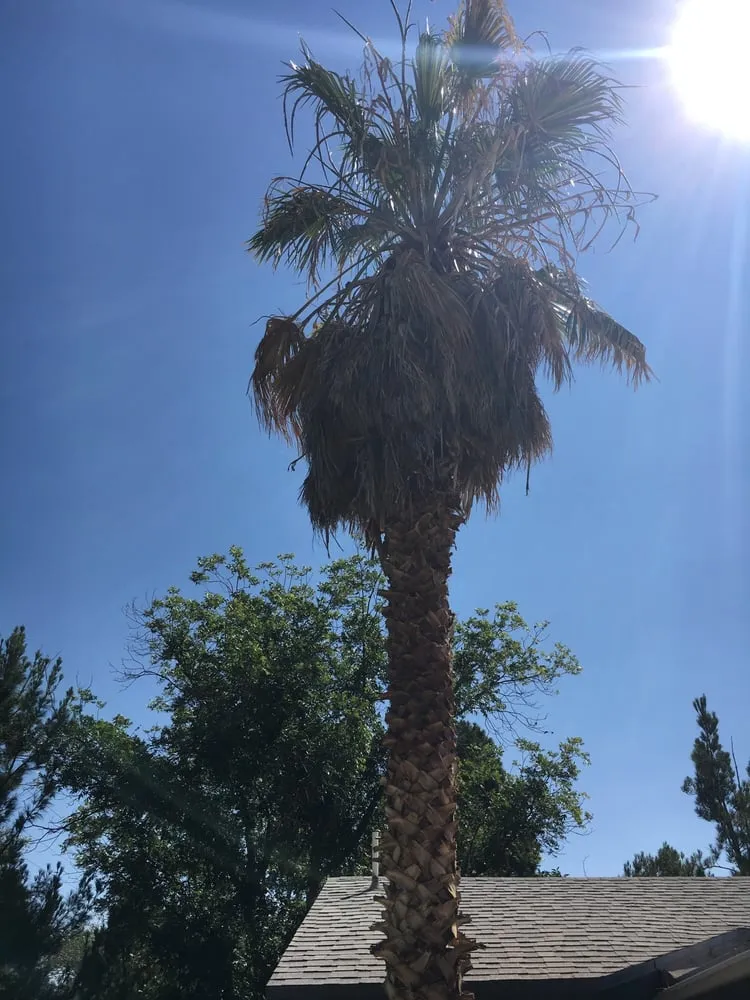 Local yard cleanup service for outdoor upgrades across El Paso, TX - Abescape Landscaping